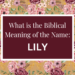 biblical meaning of the name lily
